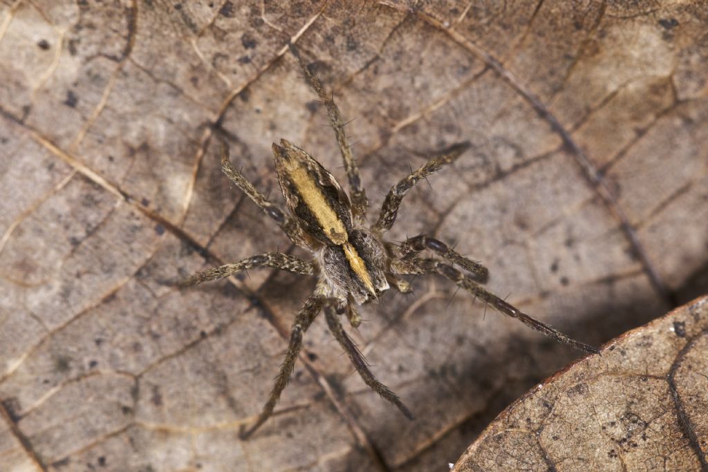 Pardosa? No. Pisaura sp. - Albes (BZ)